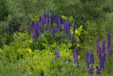 Lupine Bouquet